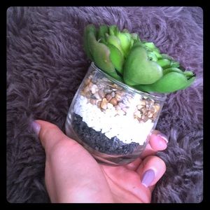 Green rocked succulent.